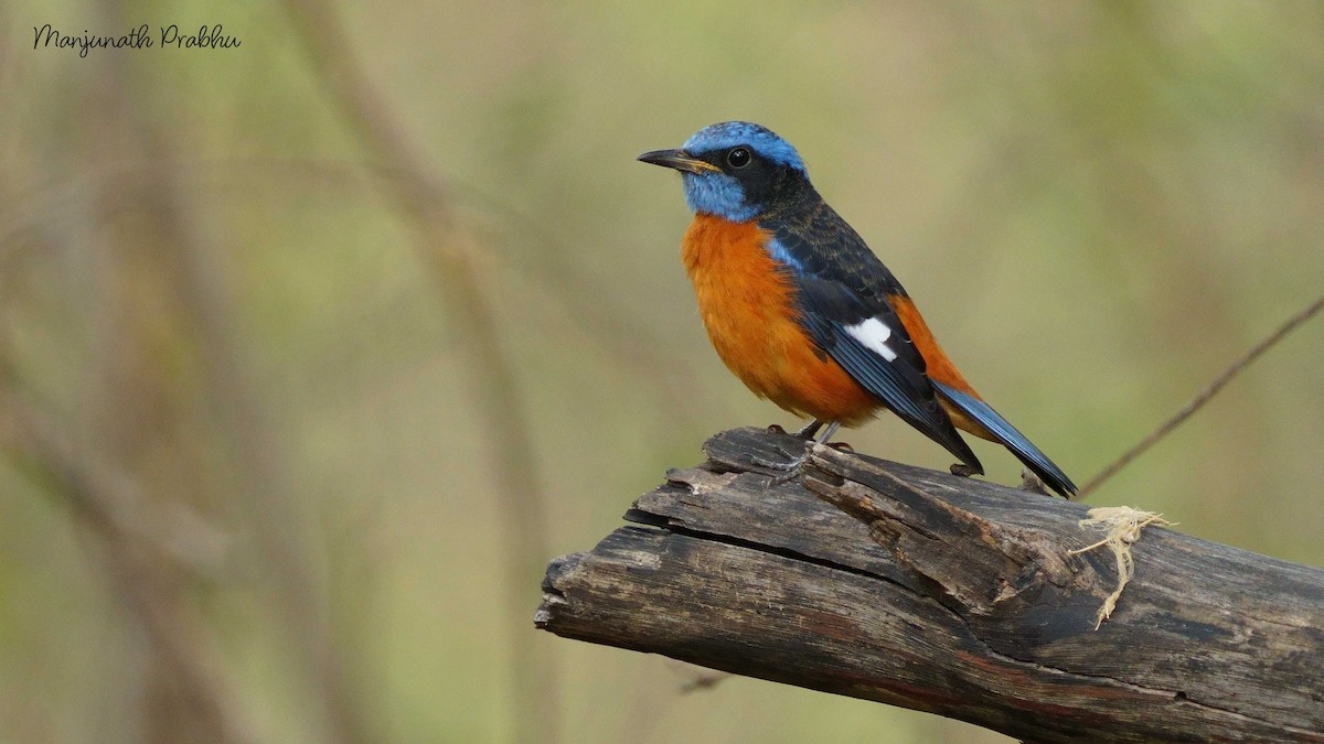 Blue-capped Rock-Thrush - ML633112532