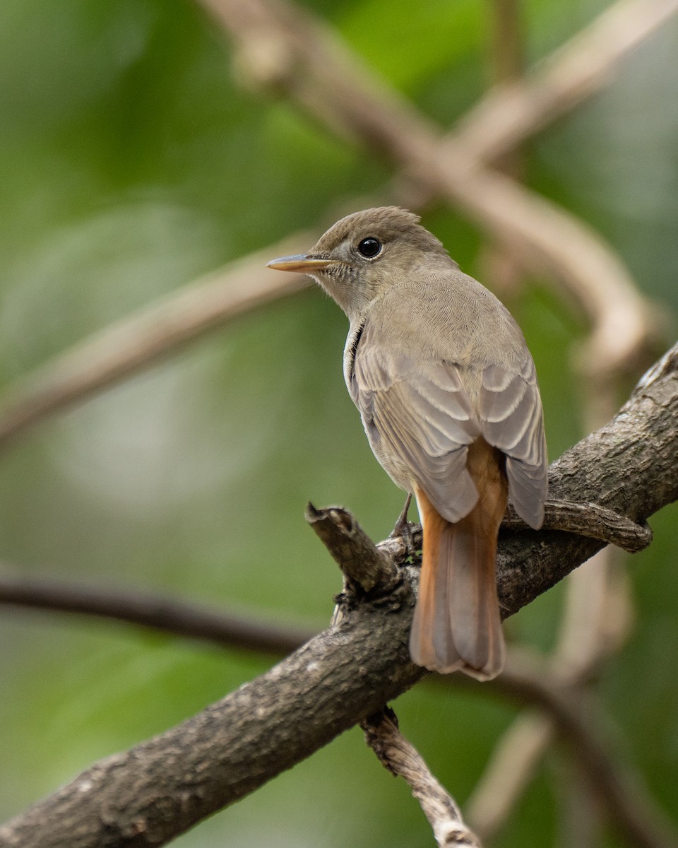 Rusty-tailed Flycatcher - ML633112589