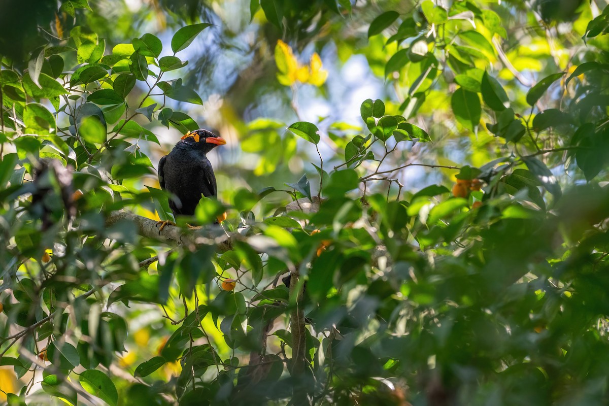 Common Hill Myna (Common) - ML633112636