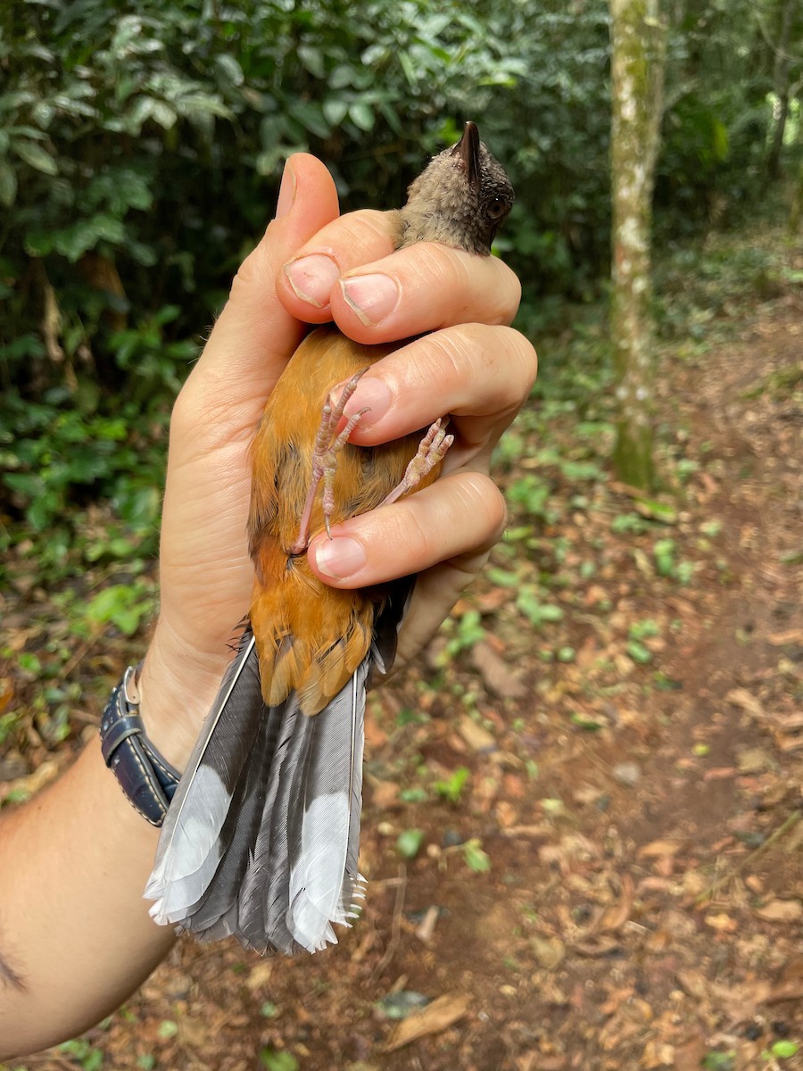 White-tailed Ant-Thrush - ML633112656
