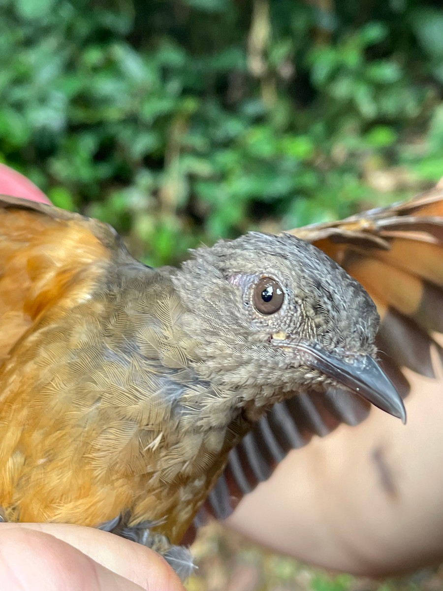 White-tailed Ant-Thrush - ML633112689