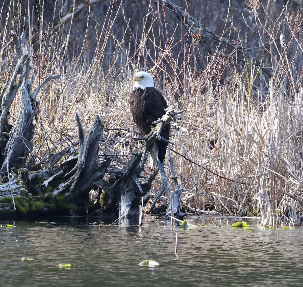 Bald Eagle - ML633112693
