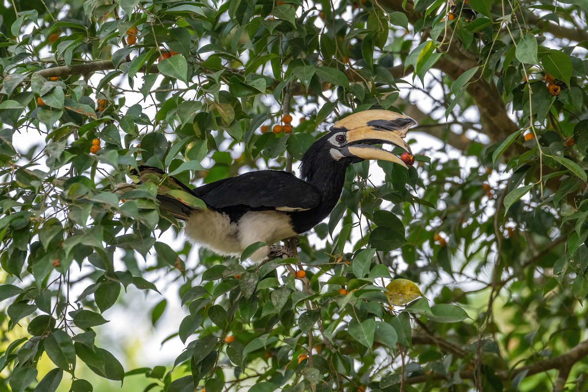 Cálao Cariblanco - ML633112697