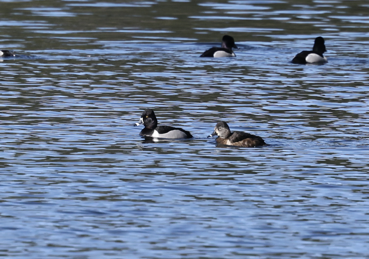 Ring-necked Duck - ML633112701