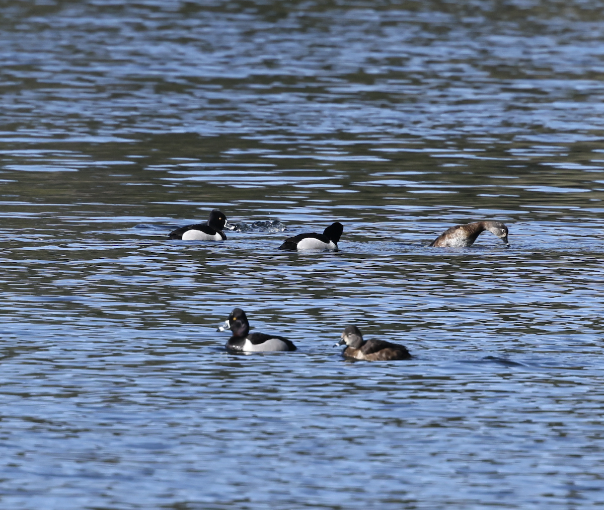 Ring-necked Duck - ML633112703