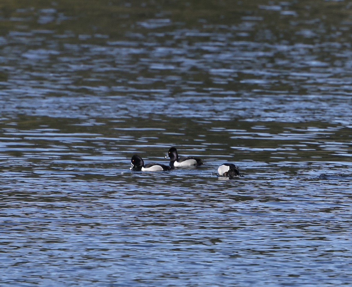 Ring-necked Duck - ML633112706