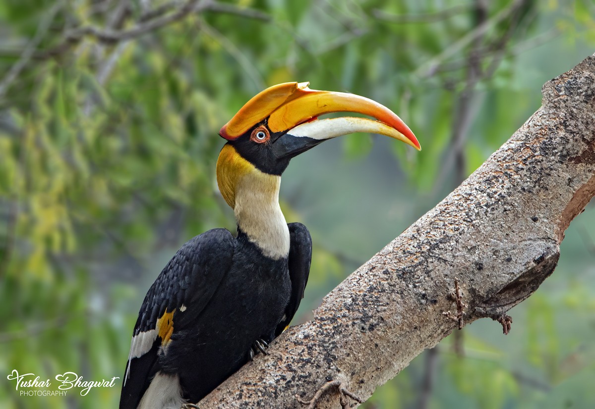 Great Hornbill - ML633112708