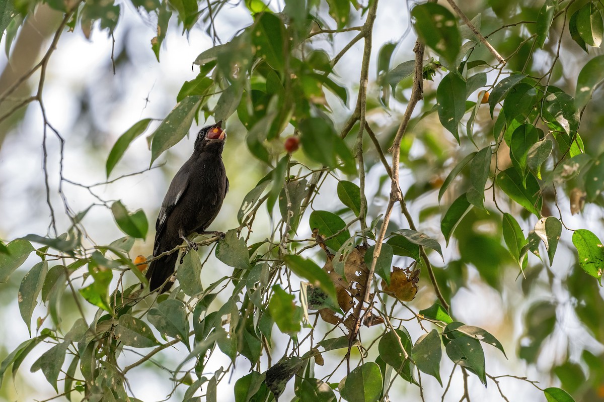 Purple Cochoa - Deepak Budhathoki 🦉