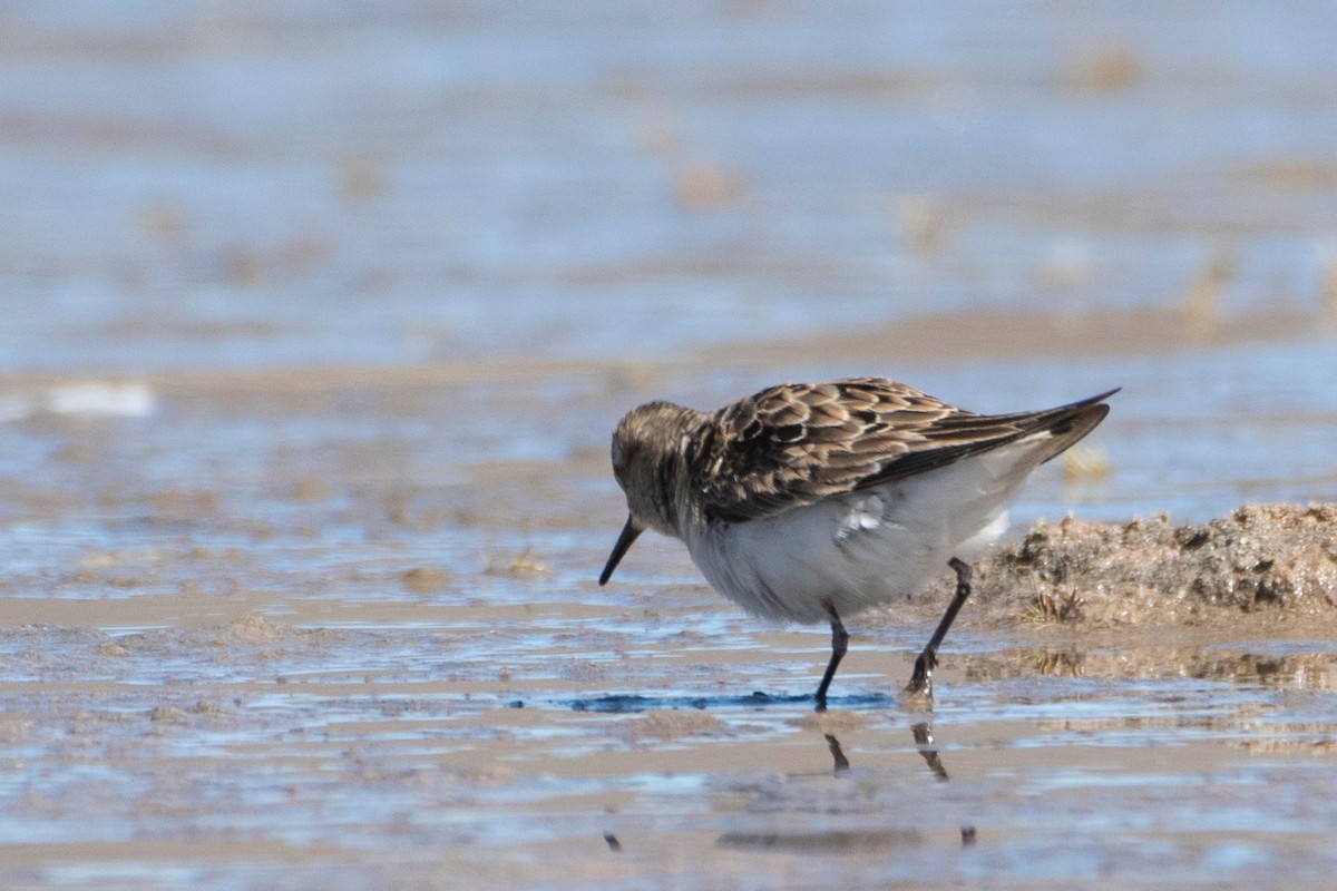 Baird's Sandpiper - ML633112851
