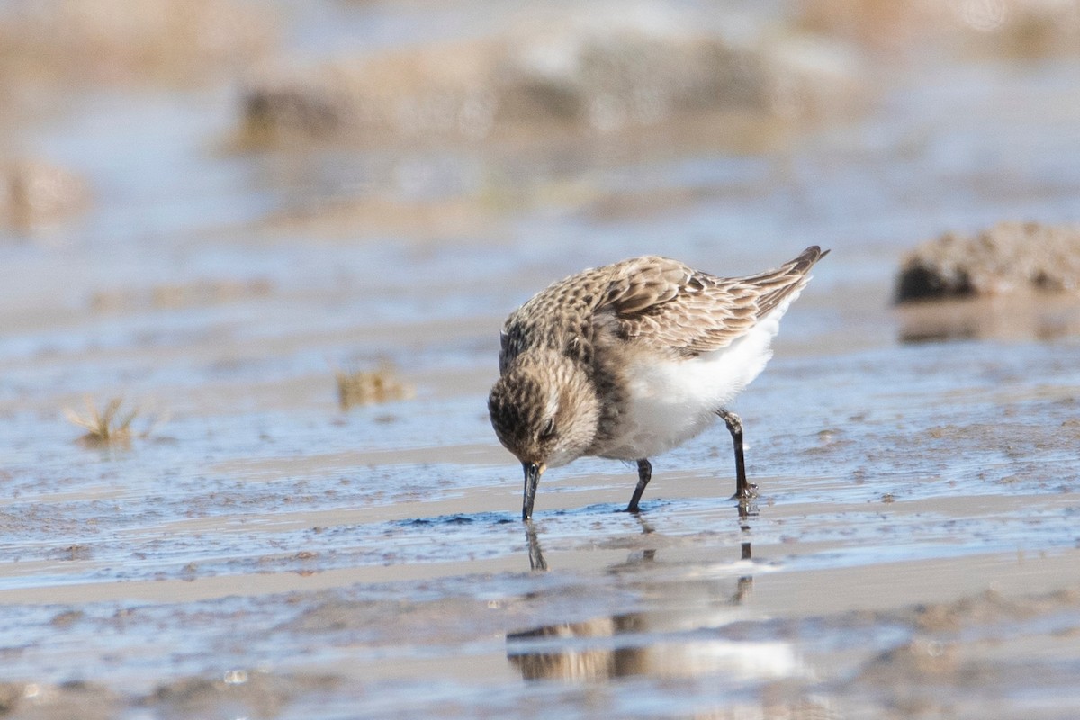 Baird's Sandpiper - ML633112853