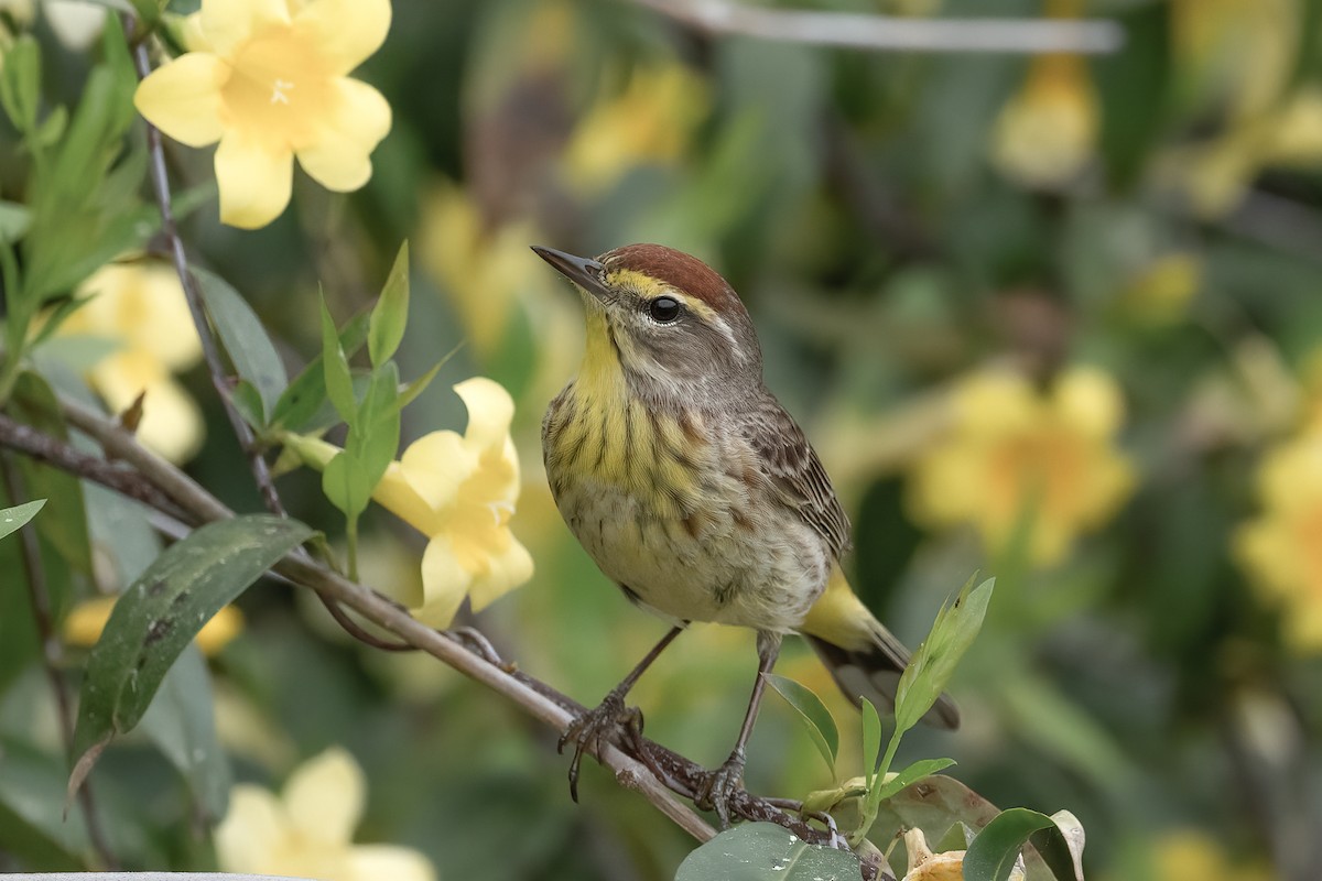 Palm Warbler - Rick Potts