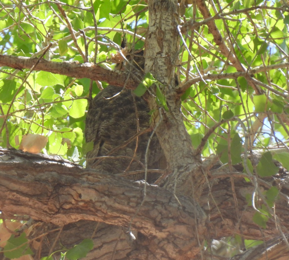 Great Horned Owl - ML633112947