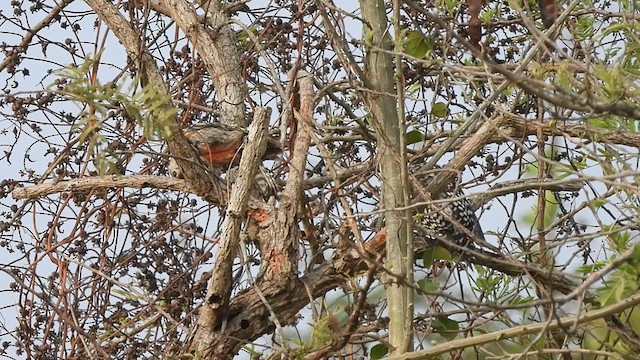 Yellow-crowned Woodpecker - ML633112991