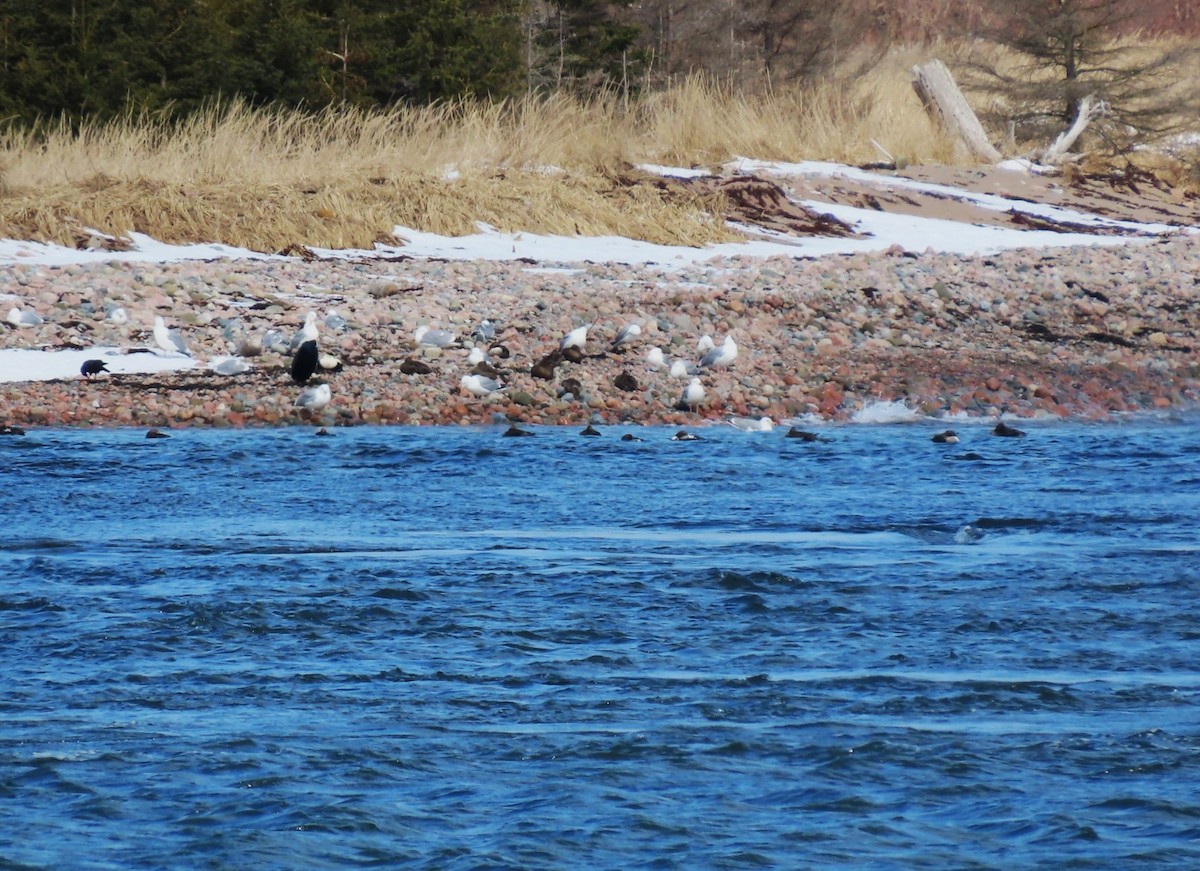 Great/Double-crested Cormorant - ML633113018