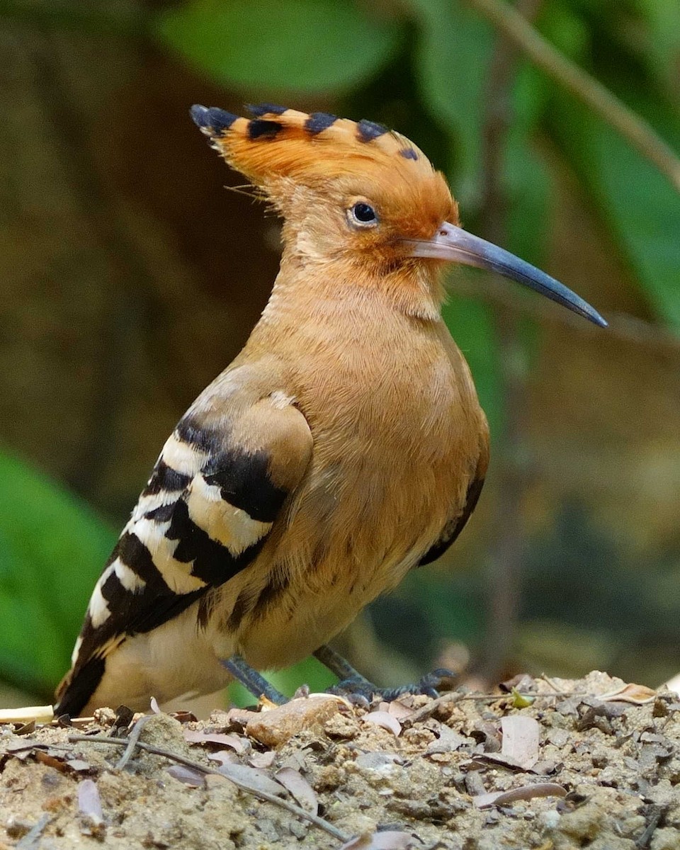 Common Hoopoe - ML633113201