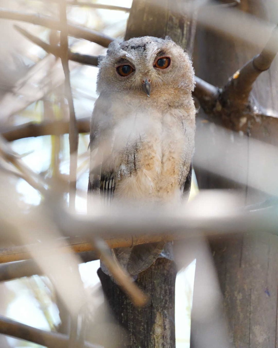 Indian Scops-Owl - ML633113251