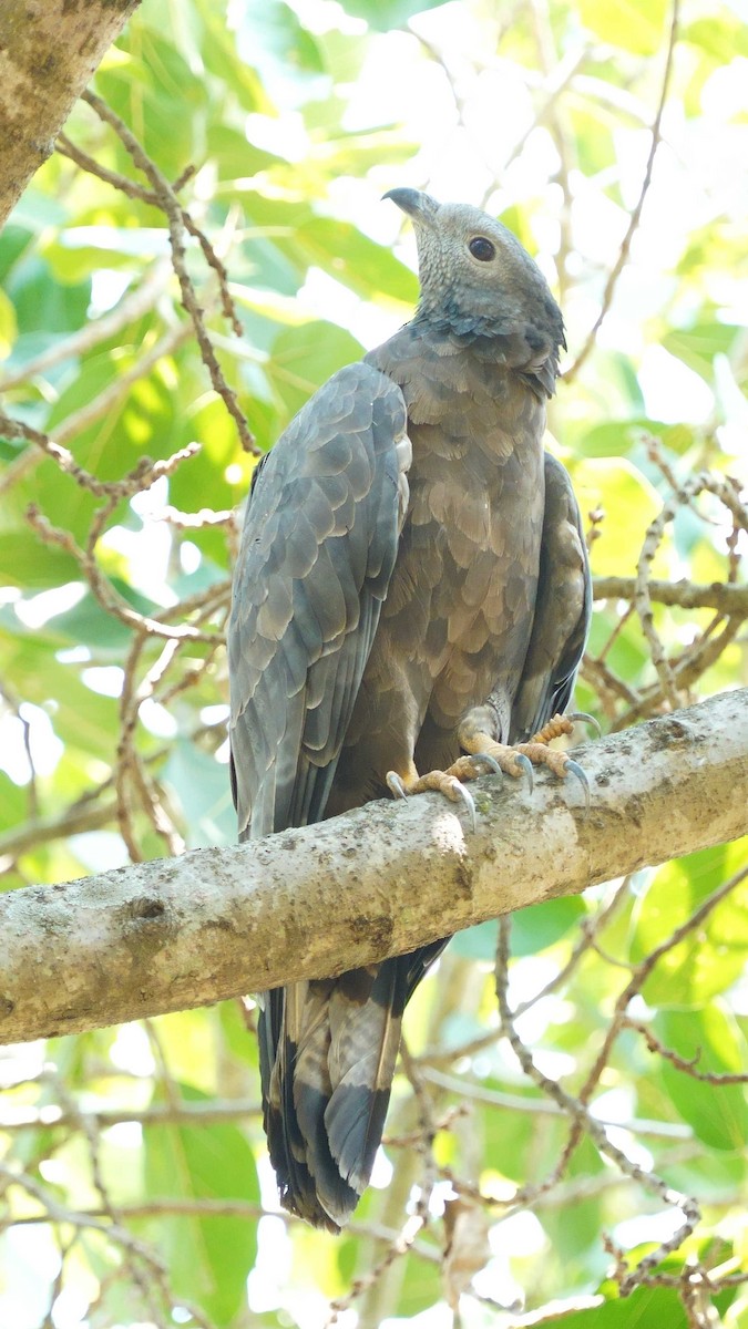 Oriental Honey-buzzard - ML633113286