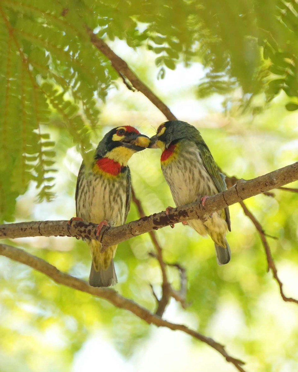 Coppersmith Barbet - ML633113332
