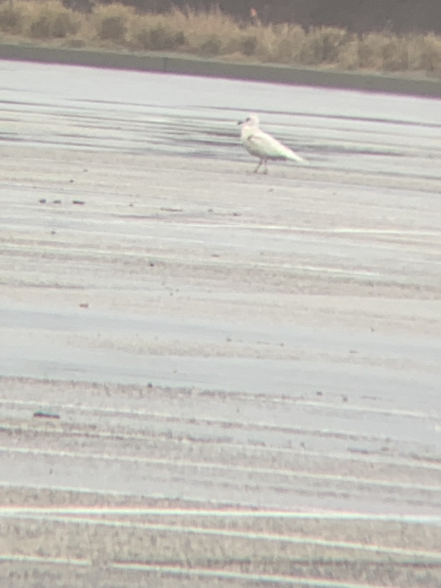 Iceland Gull - ML633113352