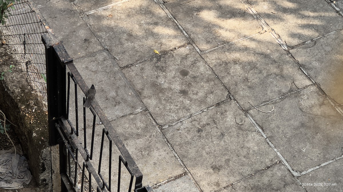 Spot-breasted Fantail - ML633113403