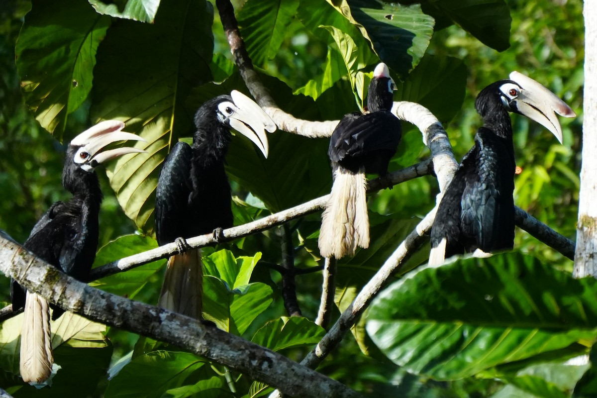 Cálao de Palawan - ML633113503