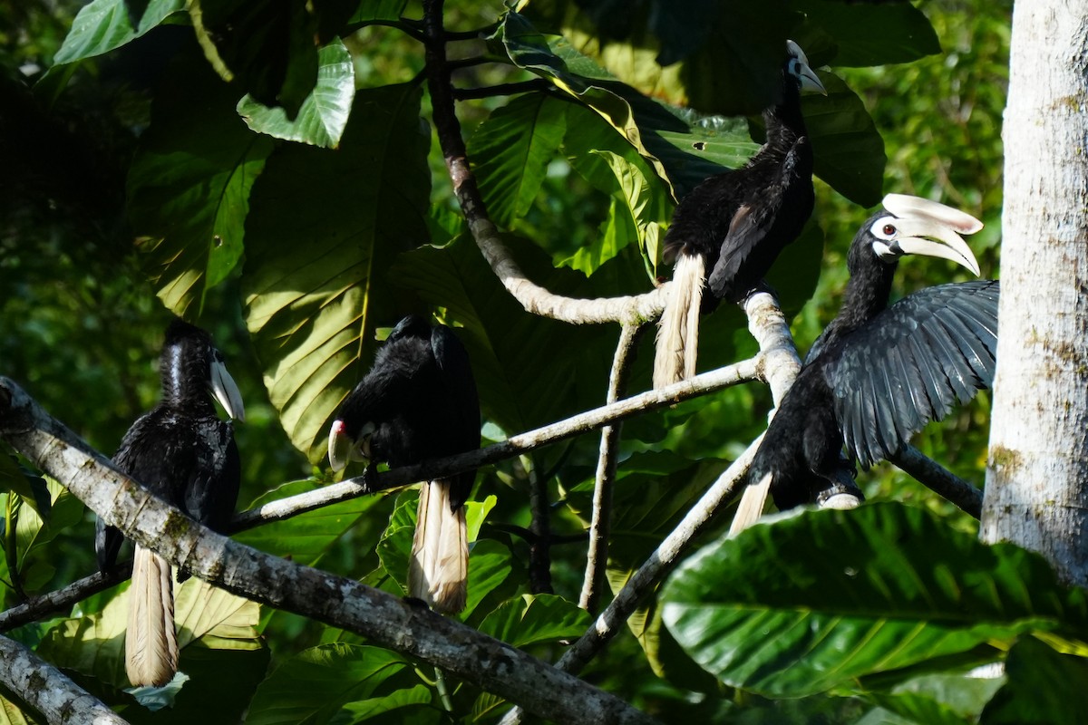 Cálao de Palawan - ML633113504