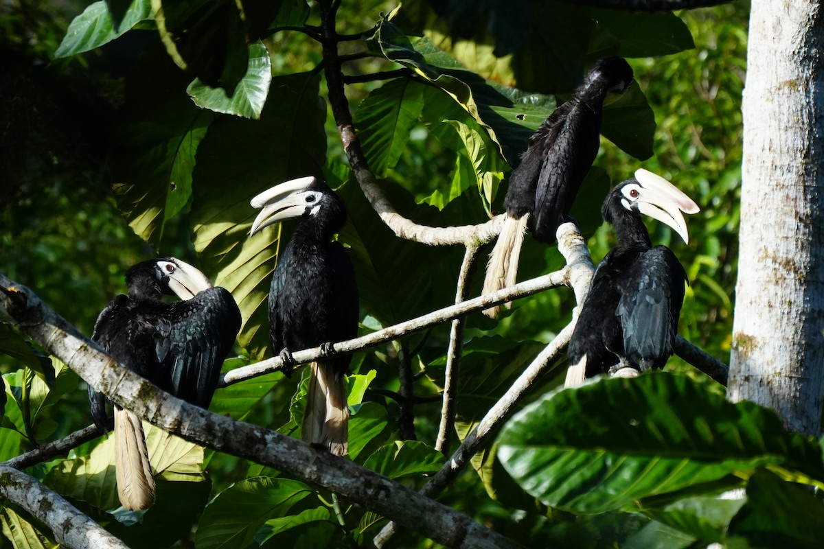 Cálao de Palawan - ML633113505