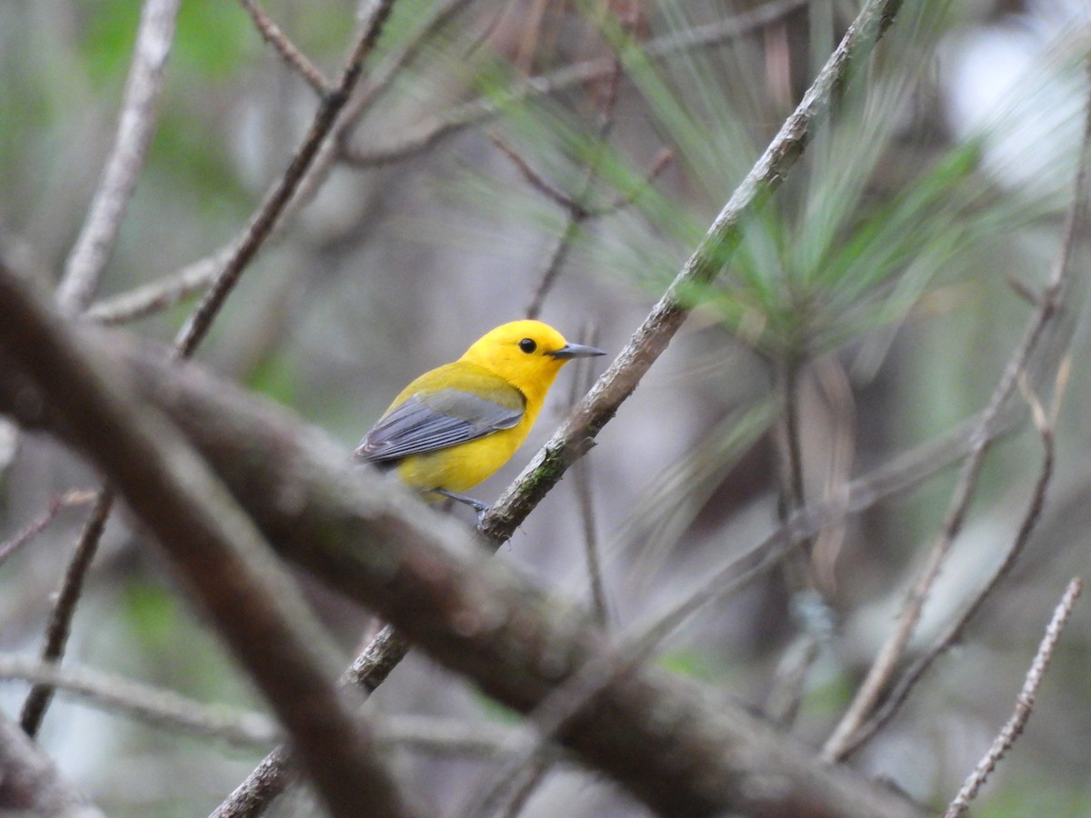 Prothonotary Warbler - ML633113520