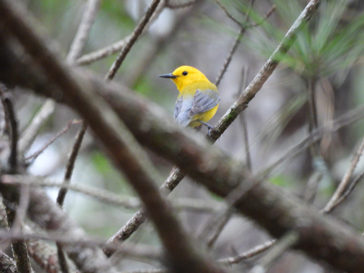 Prothonotary Warbler - ML633113521