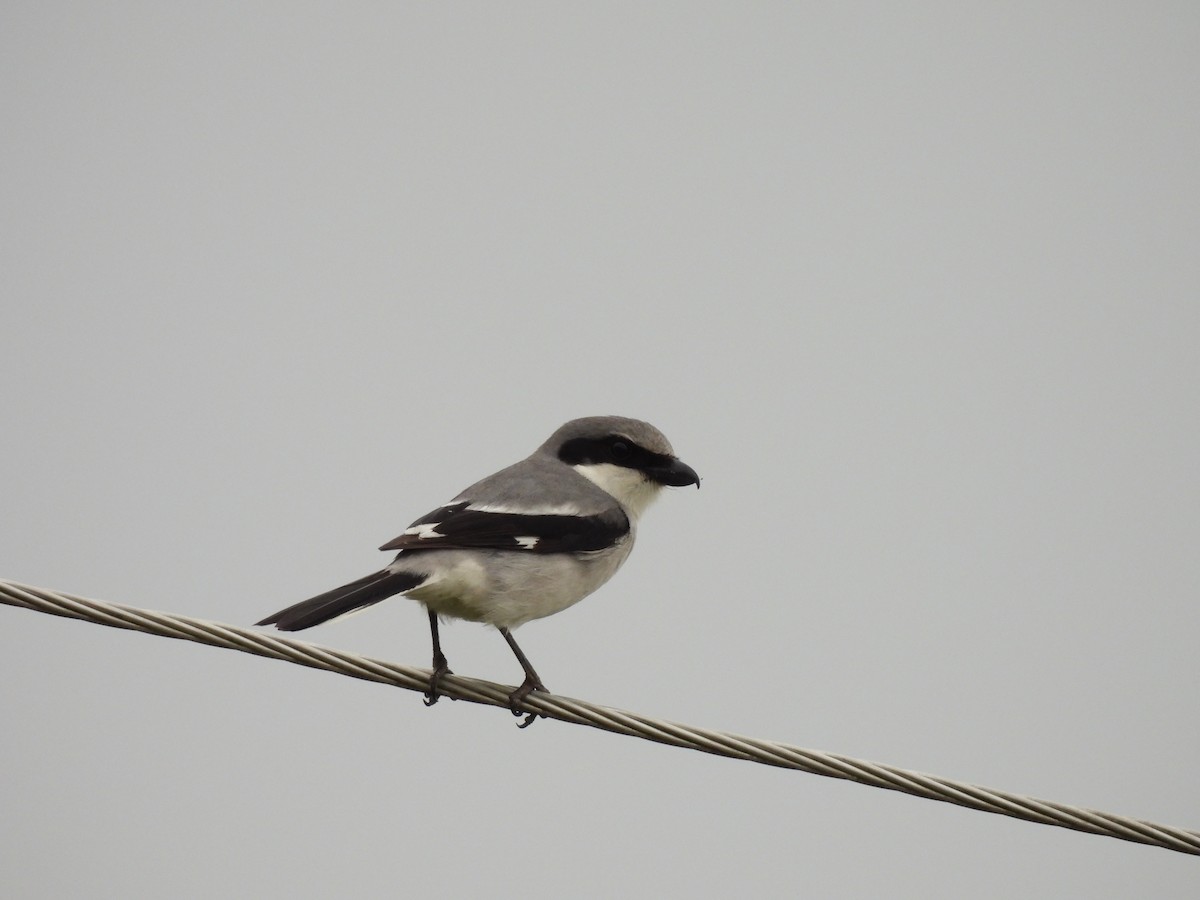 Loggerhead Shrike - ML633113540