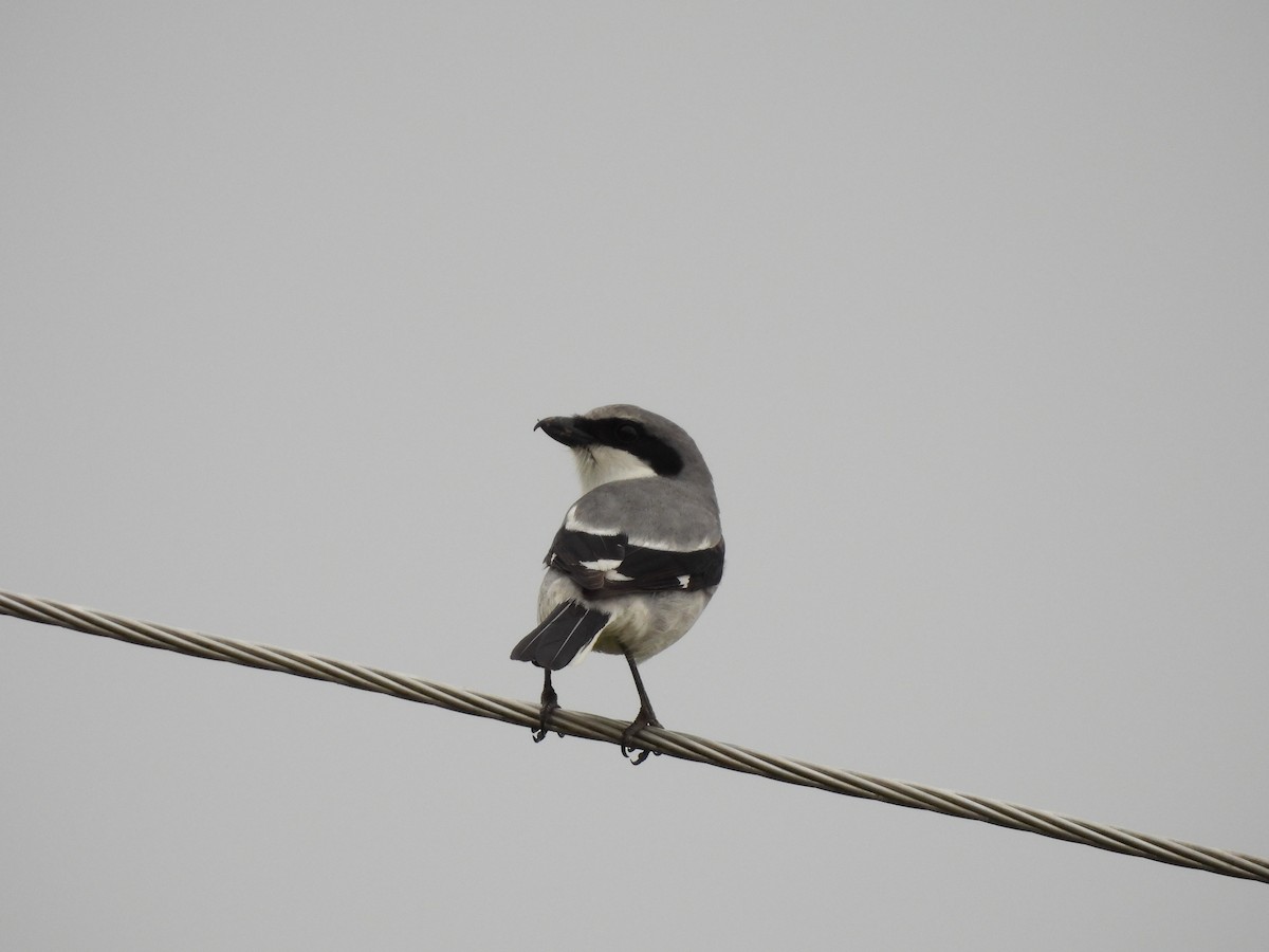 Loggerhead Shrike - ML633113541