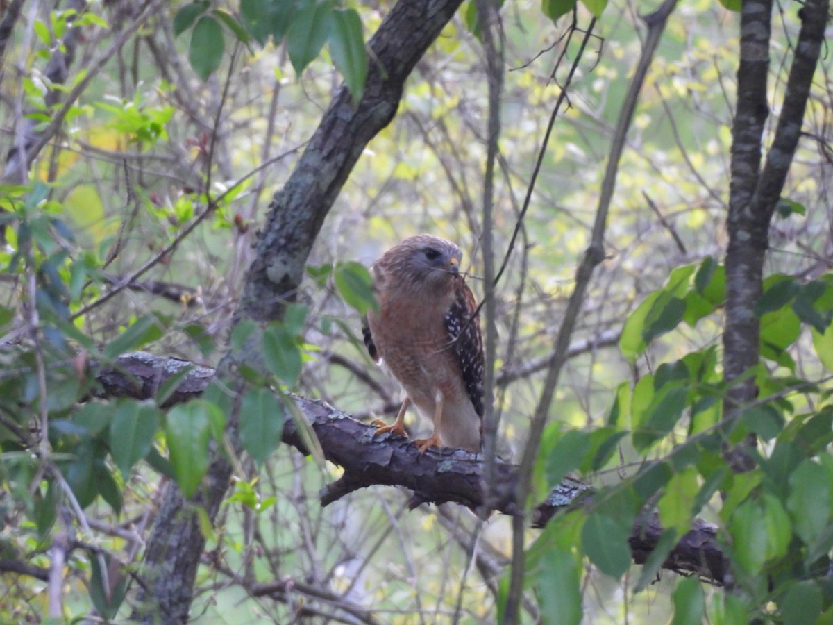 Red-shouldered Hawk - ML633113547