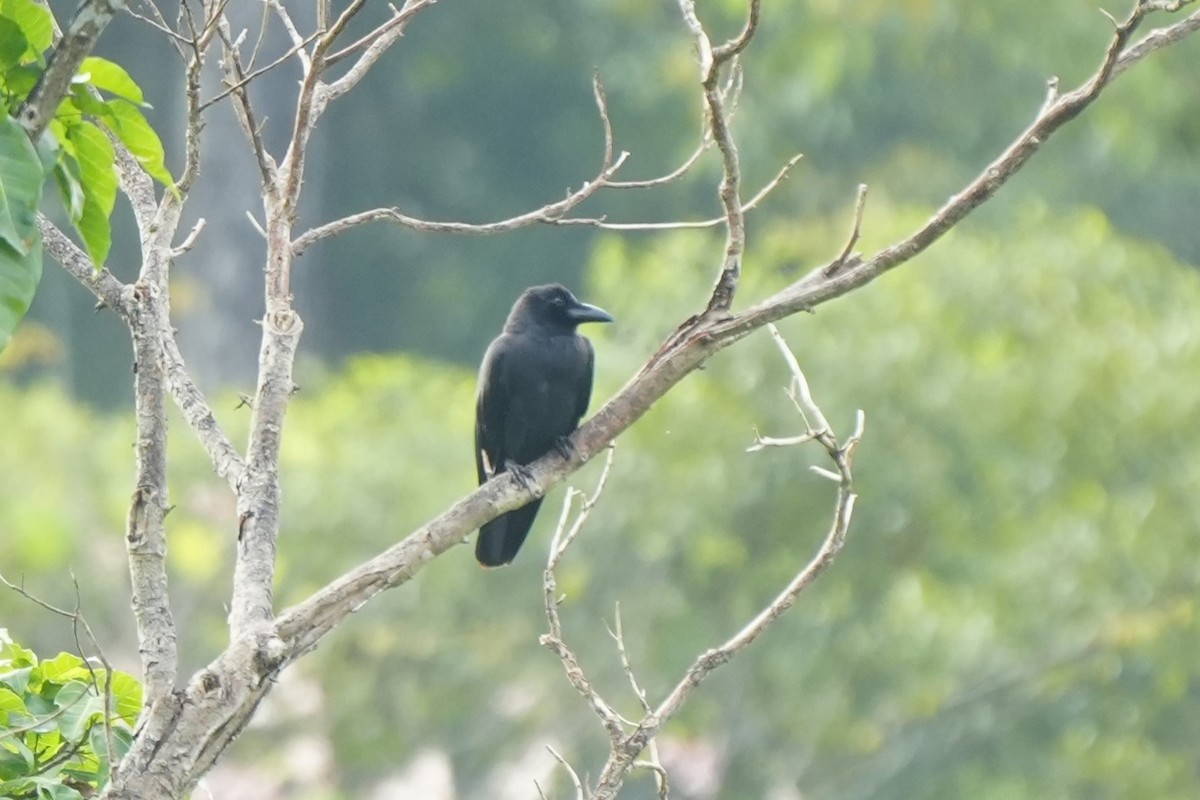 Palawan Crow - ML633113559