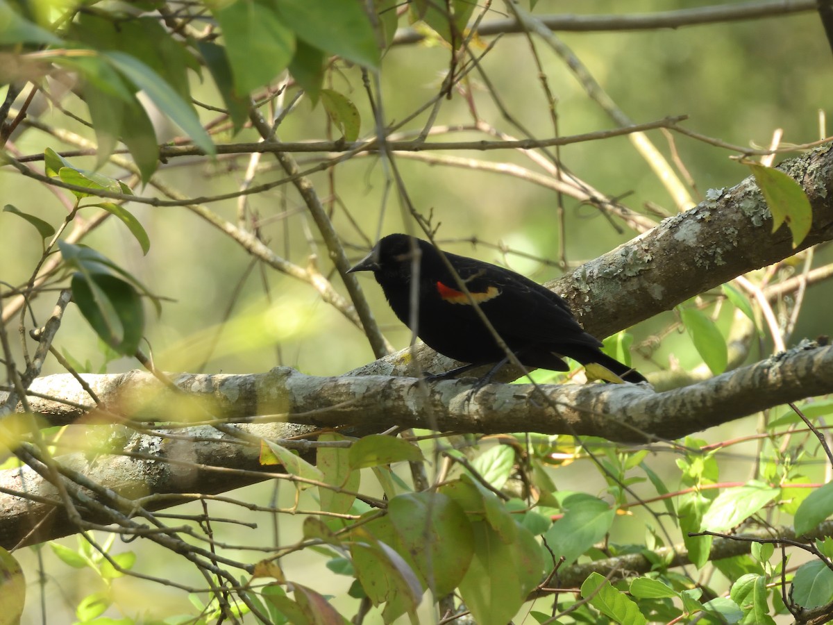 Red-winged Blackbird - ML633113625