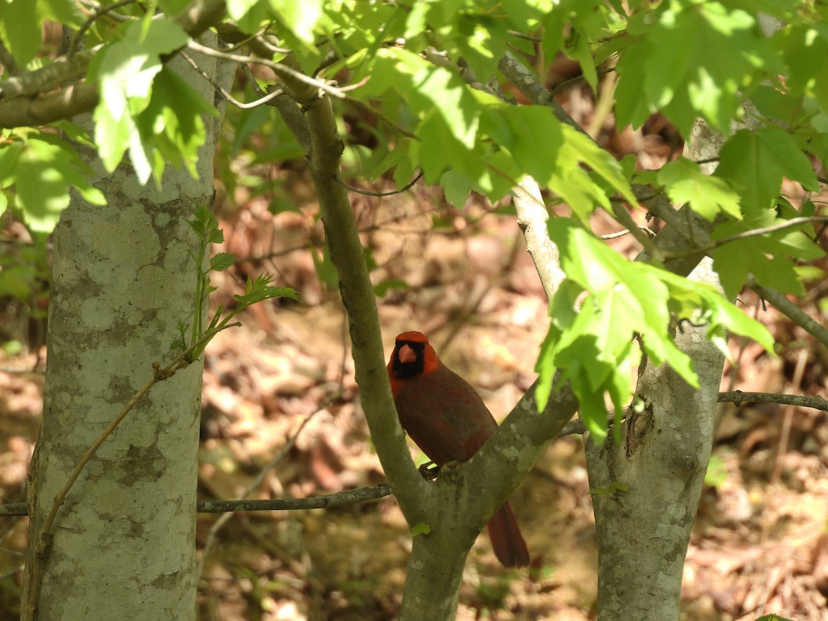 Northern Cardinal - ML633113629
