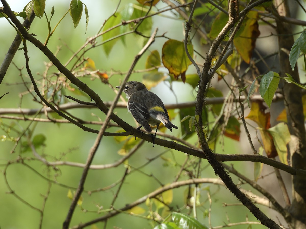 Yellow-rumped Warbler - ML633113638
