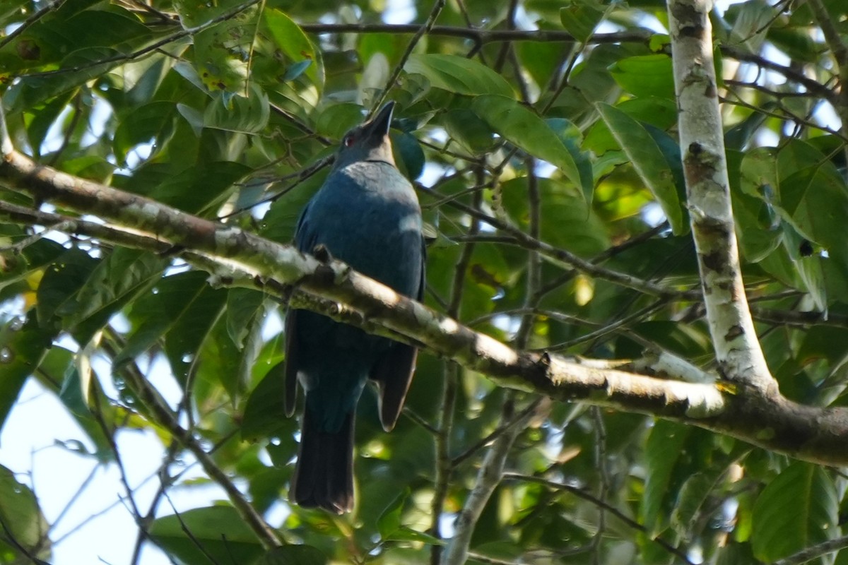 Palawan Fairy-bluebird - ML633113651