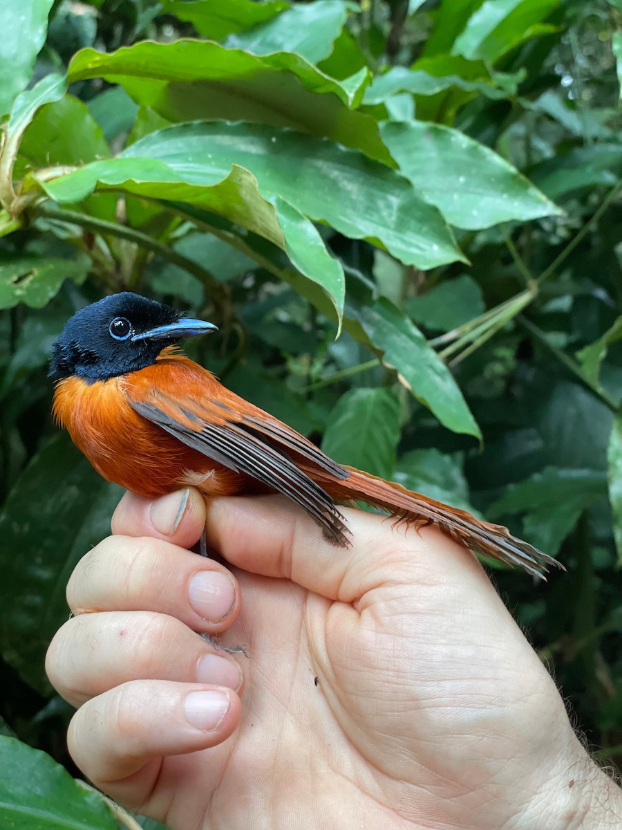 Black-headed Paradise-Flycatcher - ML633113694