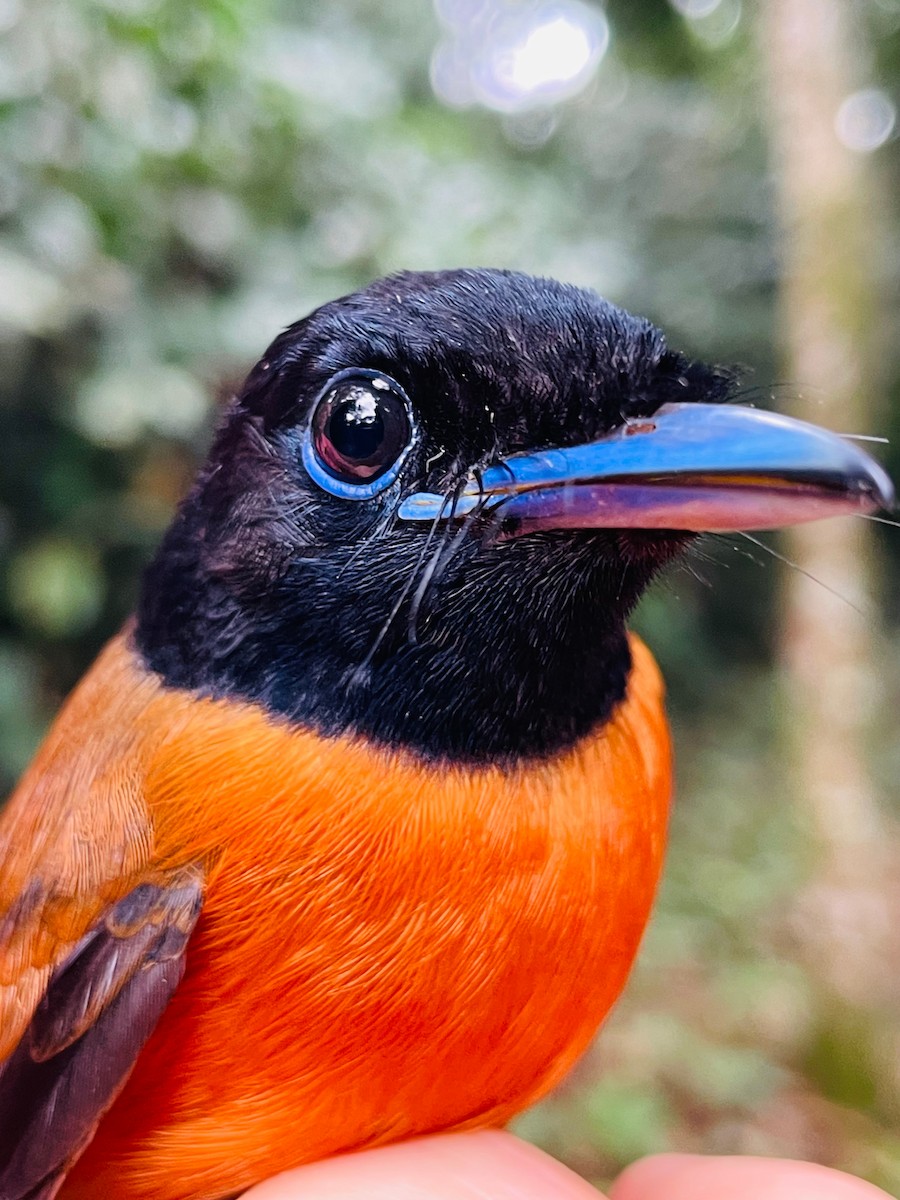 Black-headed Paradise-Flycatcher - ML633113701