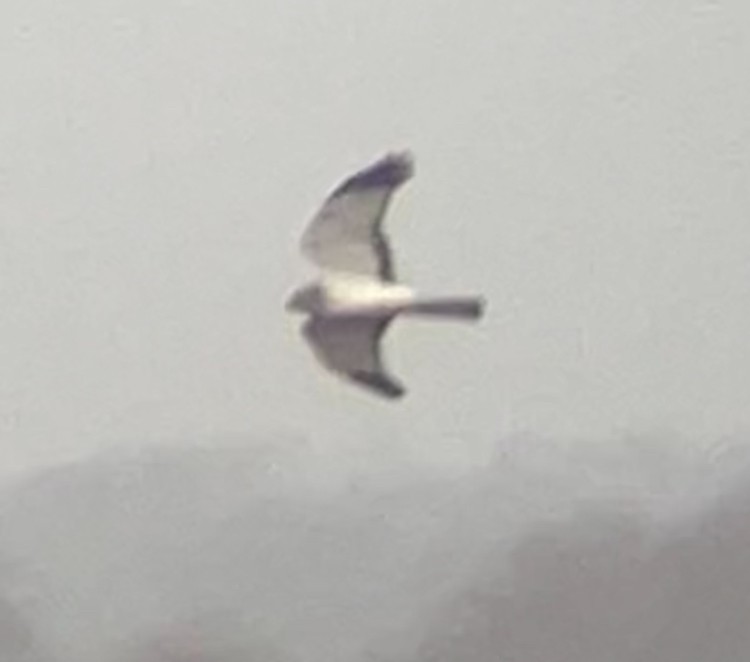 Northern Harrier - ML633113745
