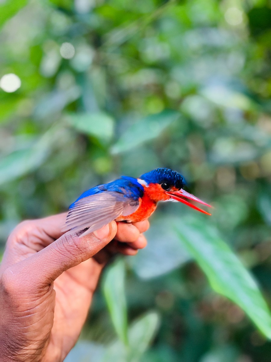 White-bellied Kingfisher - ML633113787