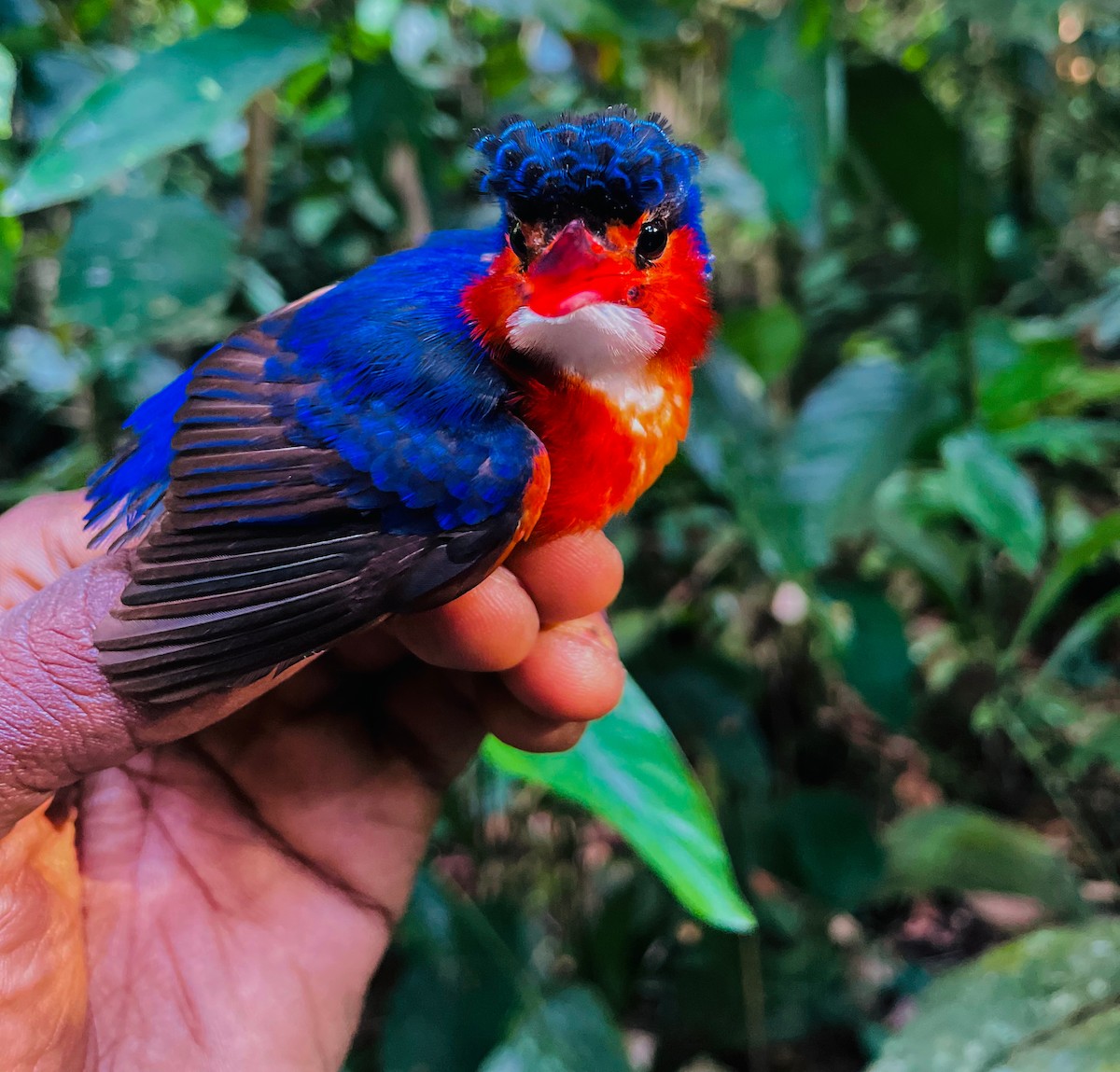 White-bellied Kingfisher - ML633113788