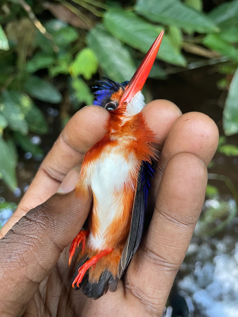 White-bellied Kingfisher - ML633113790