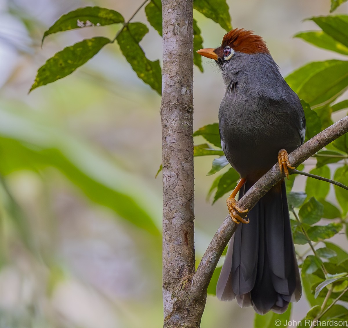 Chestnut-capped Laughingthrush - ML633113931