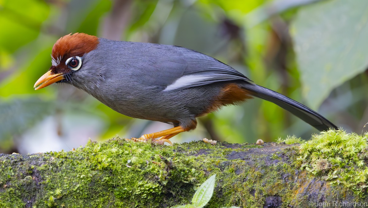 Chestnut-capped Laughingthrush - ML633113932