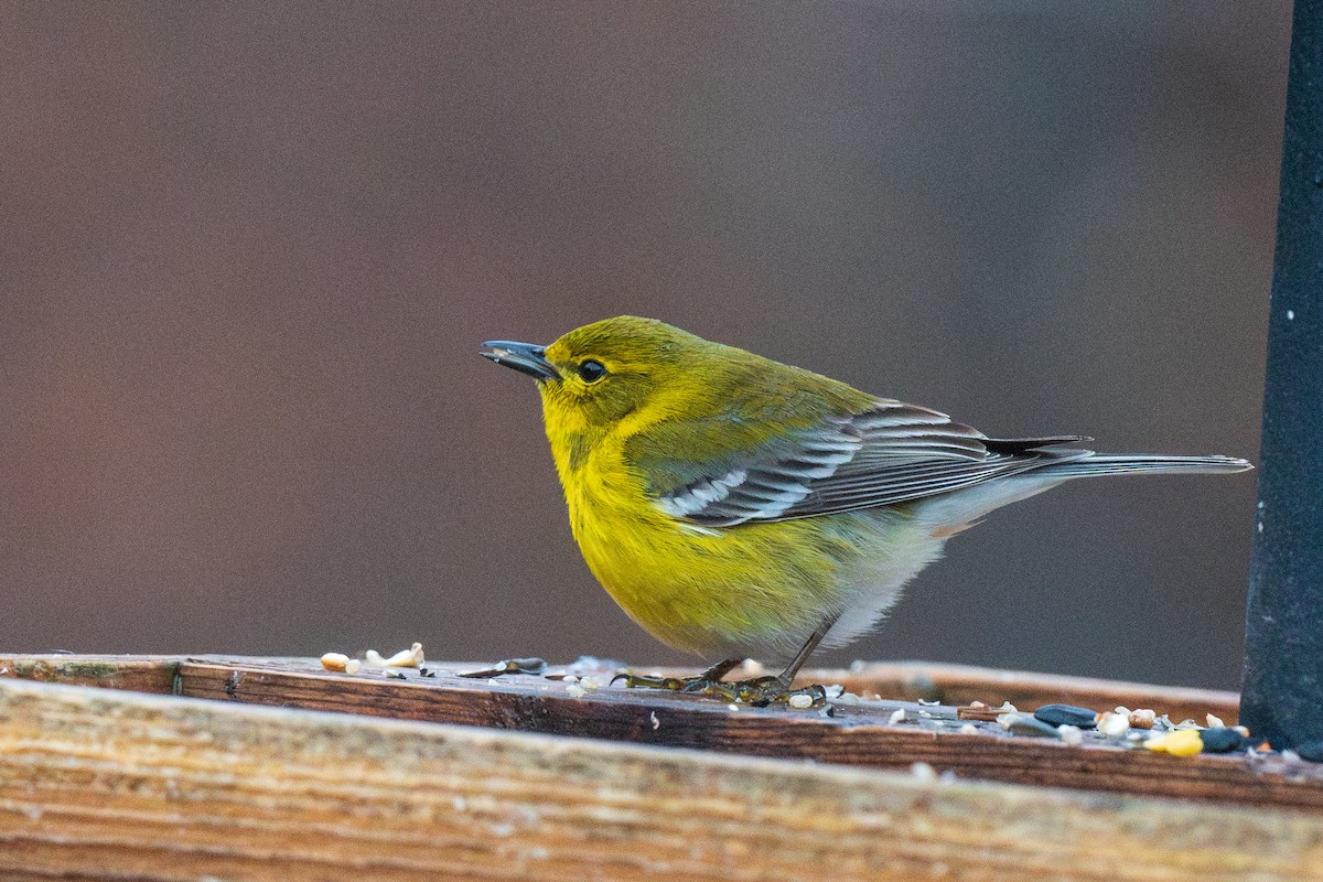 Pine Warbler - Ian Campbell