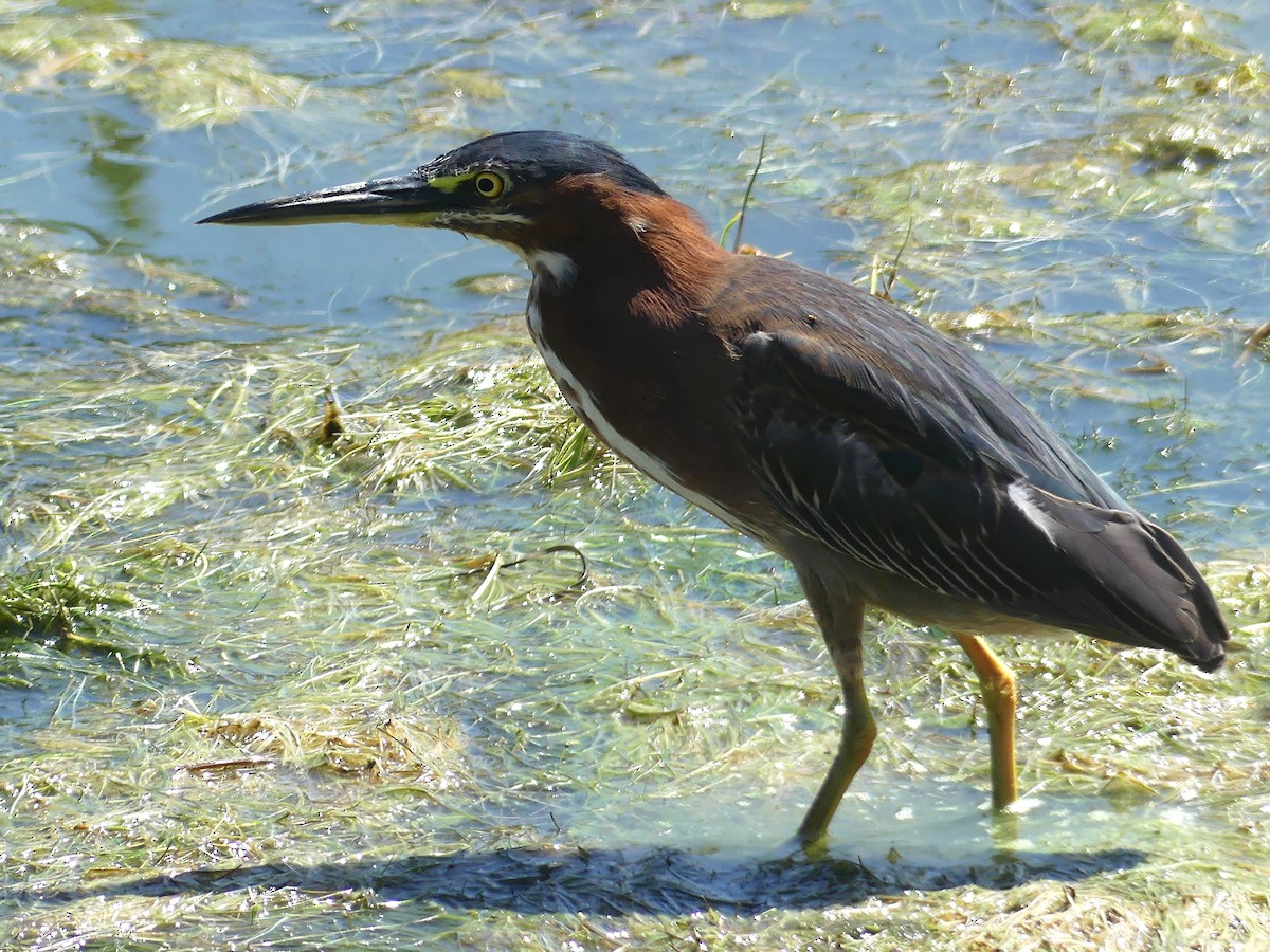 Koartzatxo berdea - ML633114087