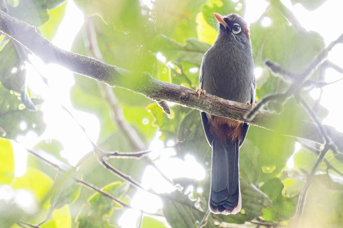 Chestnut-capped Laughingthrush - ML633114099