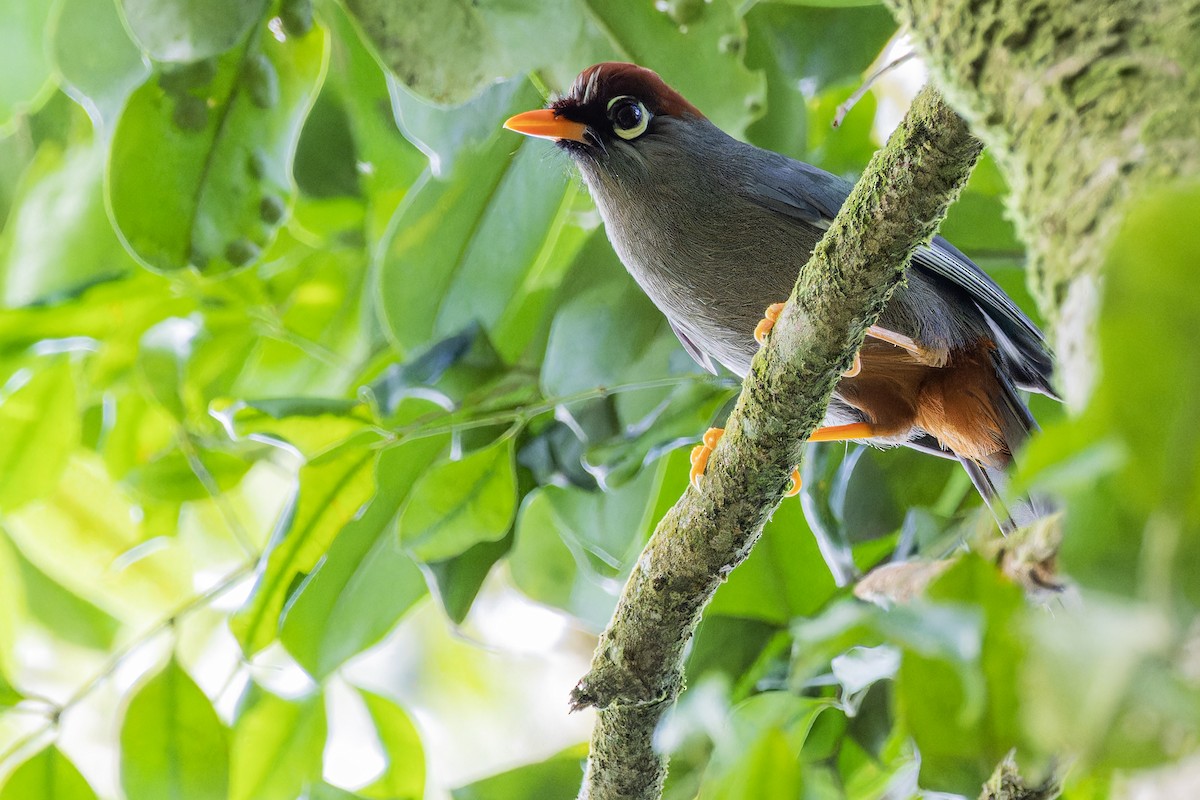 Chestnut-capped Laughingthrush - ML633114101
