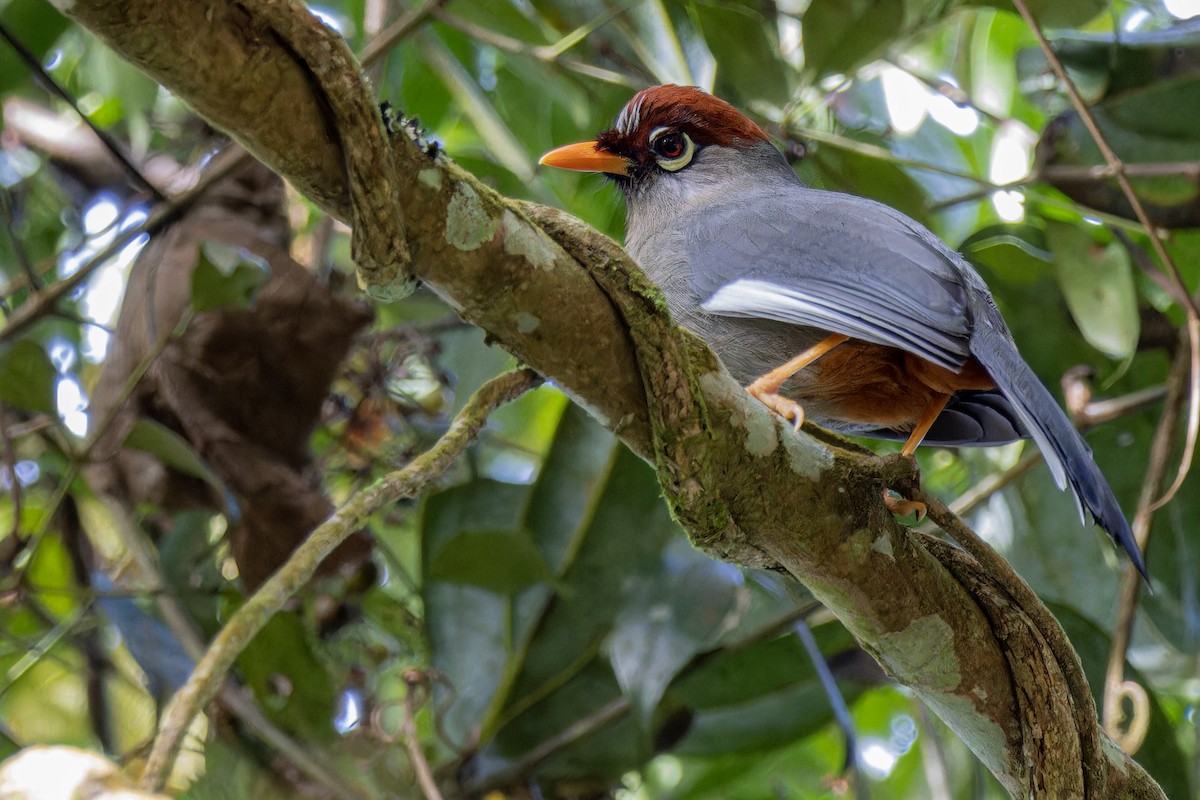 Chestnut-capped Laughingthrush - ML633114102